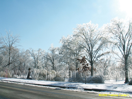 IceTrees