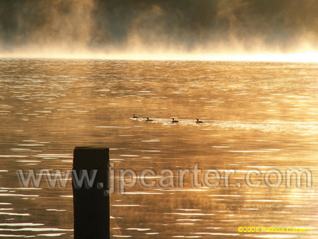 PriestLakeDucks