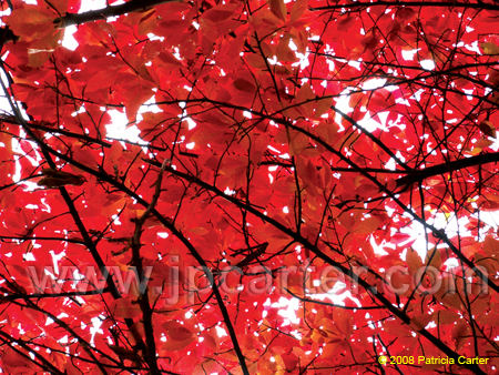 ShawsGardenFall07025