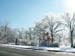 IceTrees